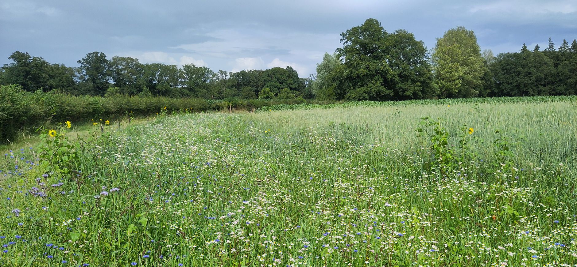 Bloeiende korenbloemen en kamille in akkerrandenmengsel IJsselvallei