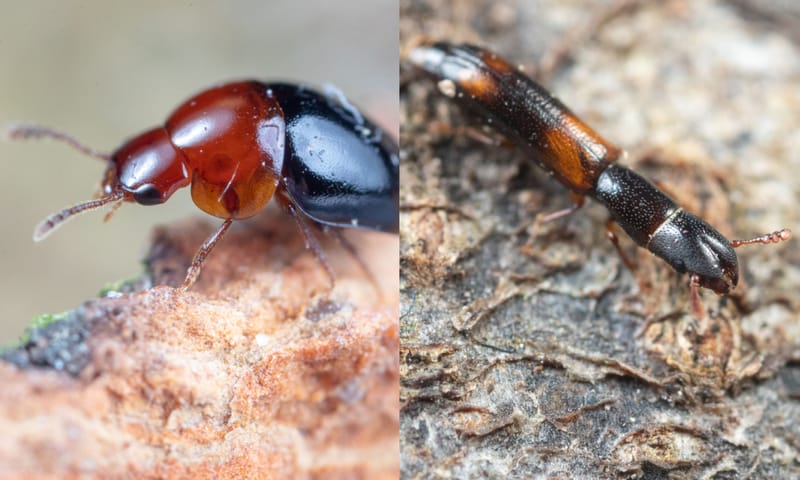 Doodhoutkevers - truffelkever en schorsknaagkever
