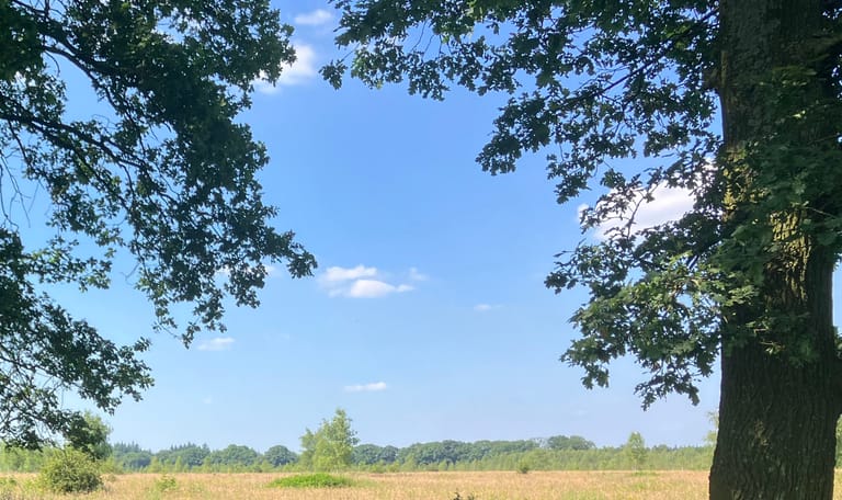 Wandelen met de boswachter door Reijerscamp