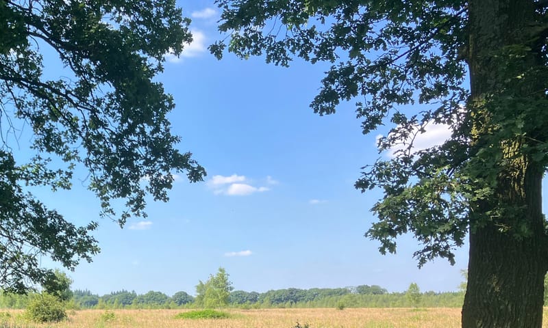 Wandelen met de boswachter door Reijerscamp