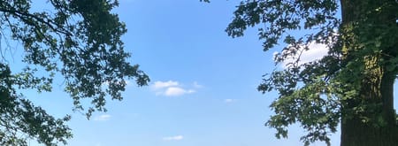 Wandelen met de boswachter door Reijerscamp