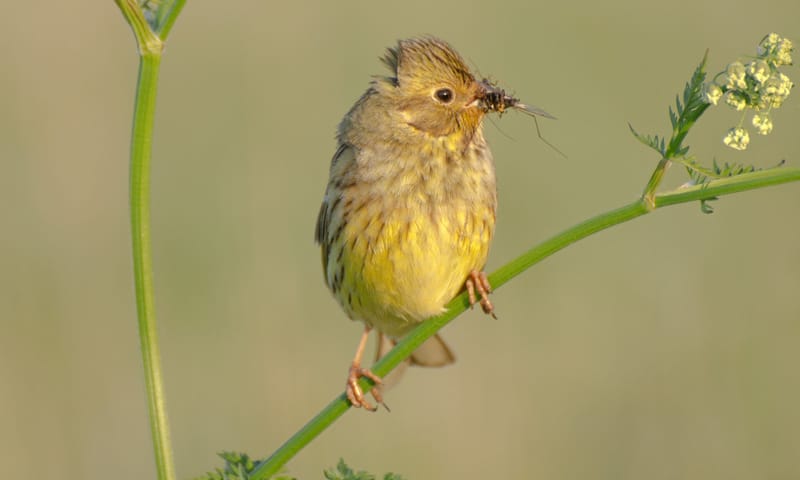 Geelgors met gevangen insect