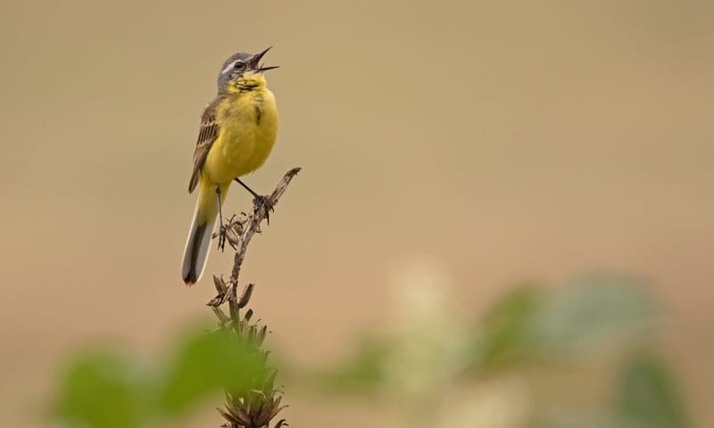 Zingende gele kwikstaart