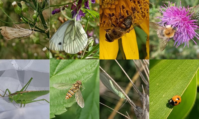 Voorbeeld insecten van gewasbestuivers en plaagdiereters