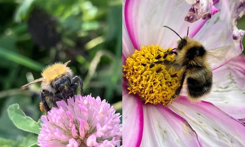 Akkerhommel en veenhommel op bloemen