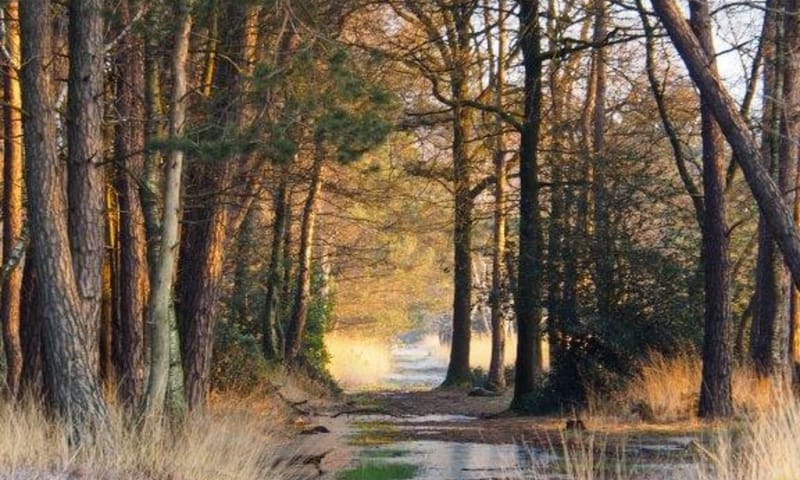 de zon kleurt alles goud