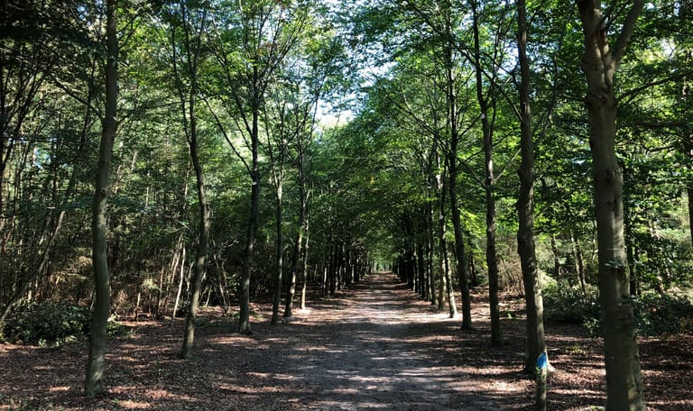 bos Nieuw Groevenbeek