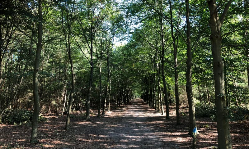 bos Nieuw Groevenbeek