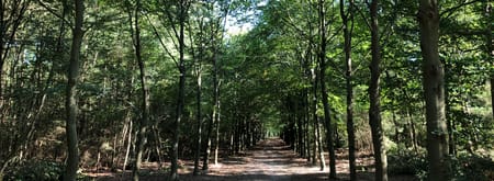 bos Nieuw Groevenbeek
