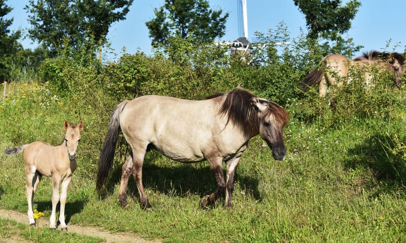 Konik met veulen bij Molenplas