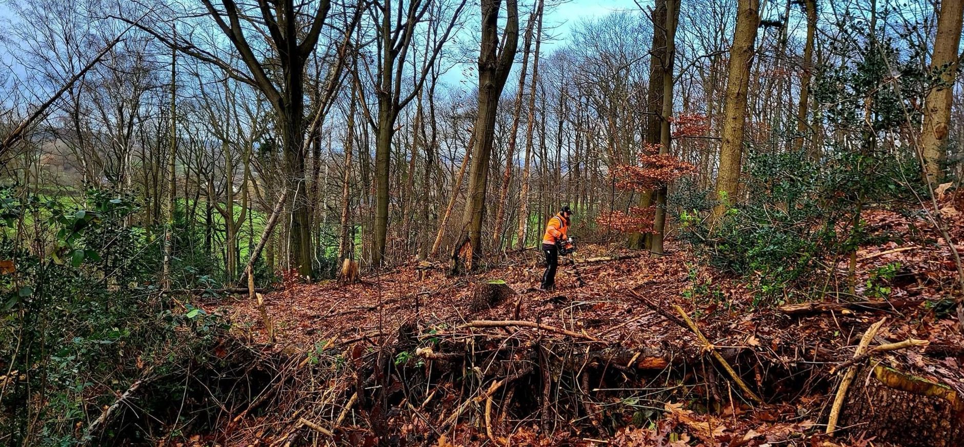 Aanplant in het Imstenraderbos Aanplant in het Imstenraderbos