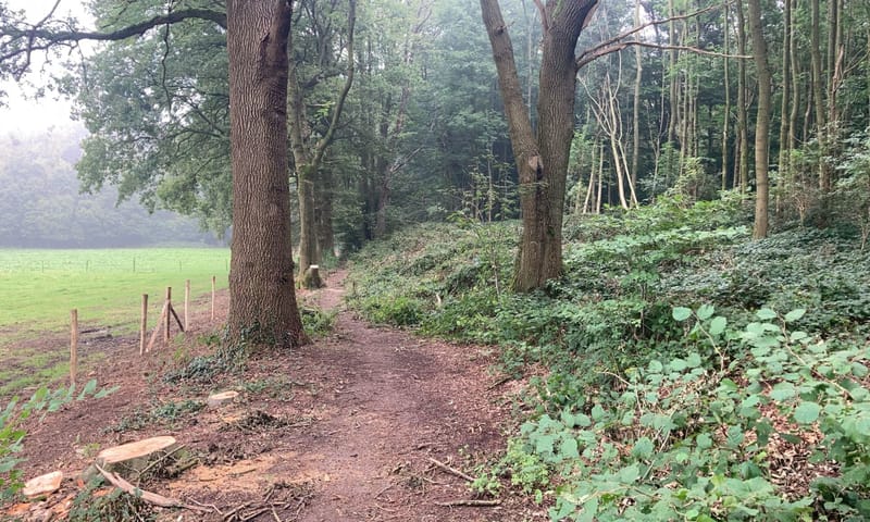Bosrand van het Imstenraderbos, op de voorgrond zijn bomen verwijderd