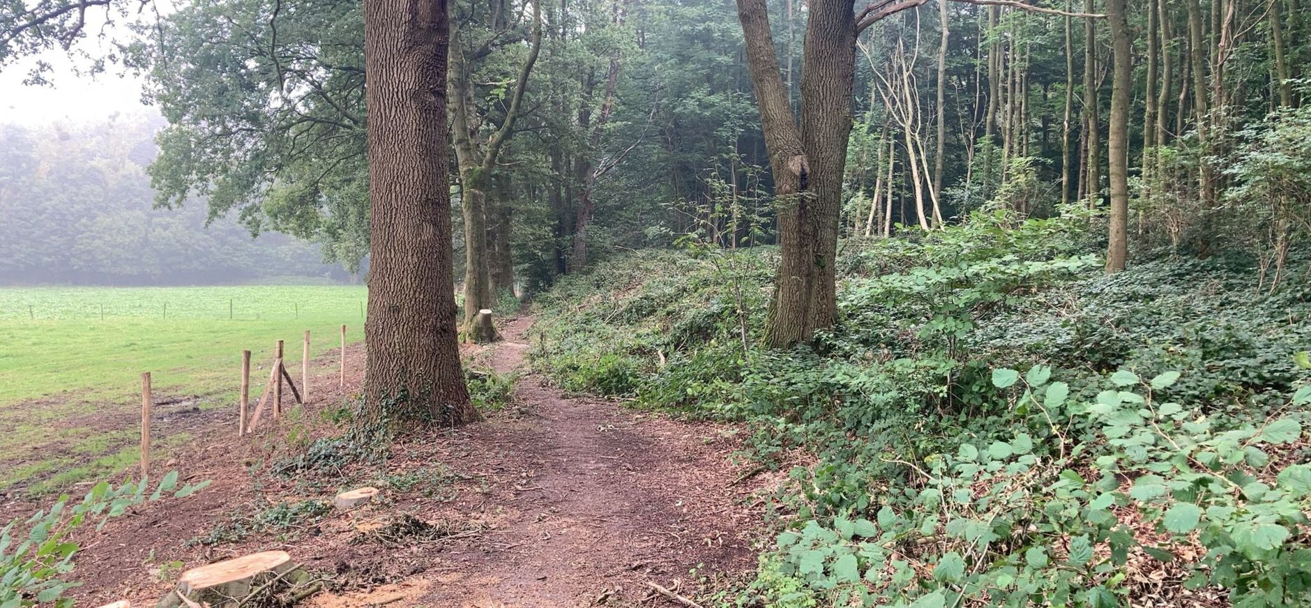 Bosrand van het Imstenraderbos, op de voorgrond zijn bomen verwijderd