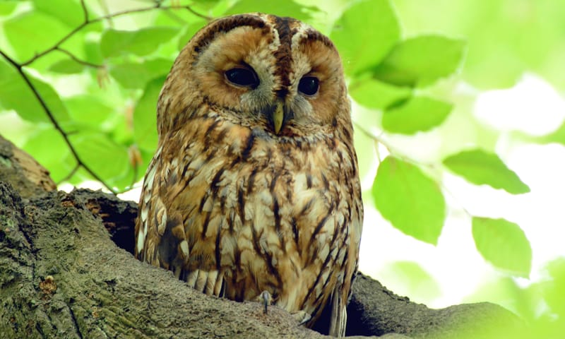 OERRR Uilenballen uitpluizen in ’s-Graveland