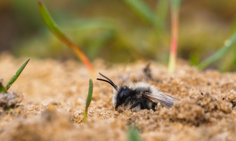 Een wilde bij gravend in het zand