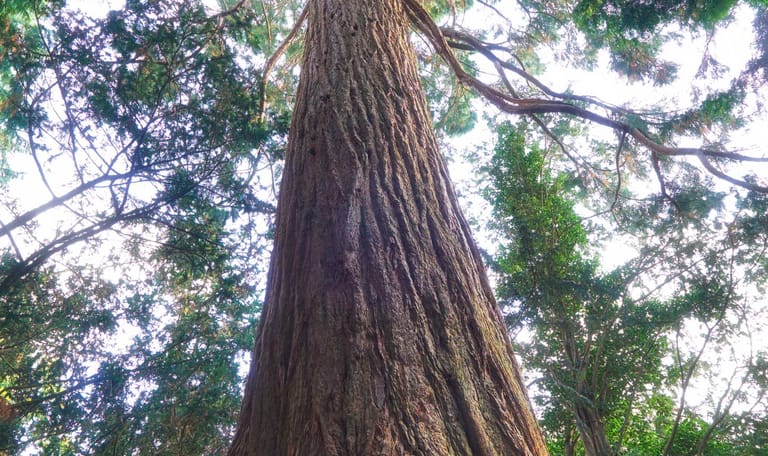mammoetboom Sequoiadendron giganteum