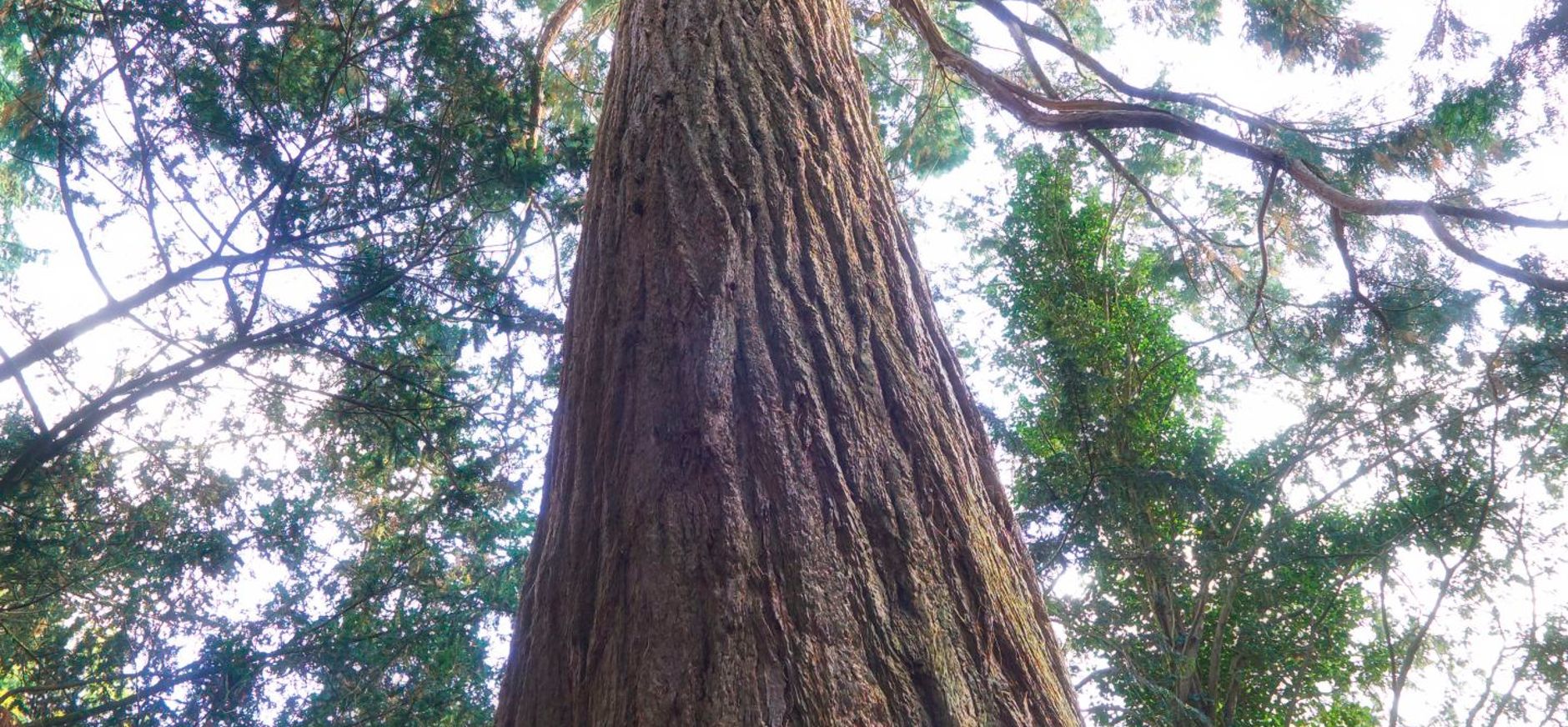 mammoetboom Sequoiadendron giganteum mammoetboom Sequoiadendron giganteum