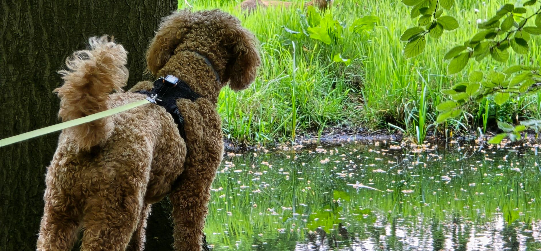 Hond aan de lijn ziet een ree