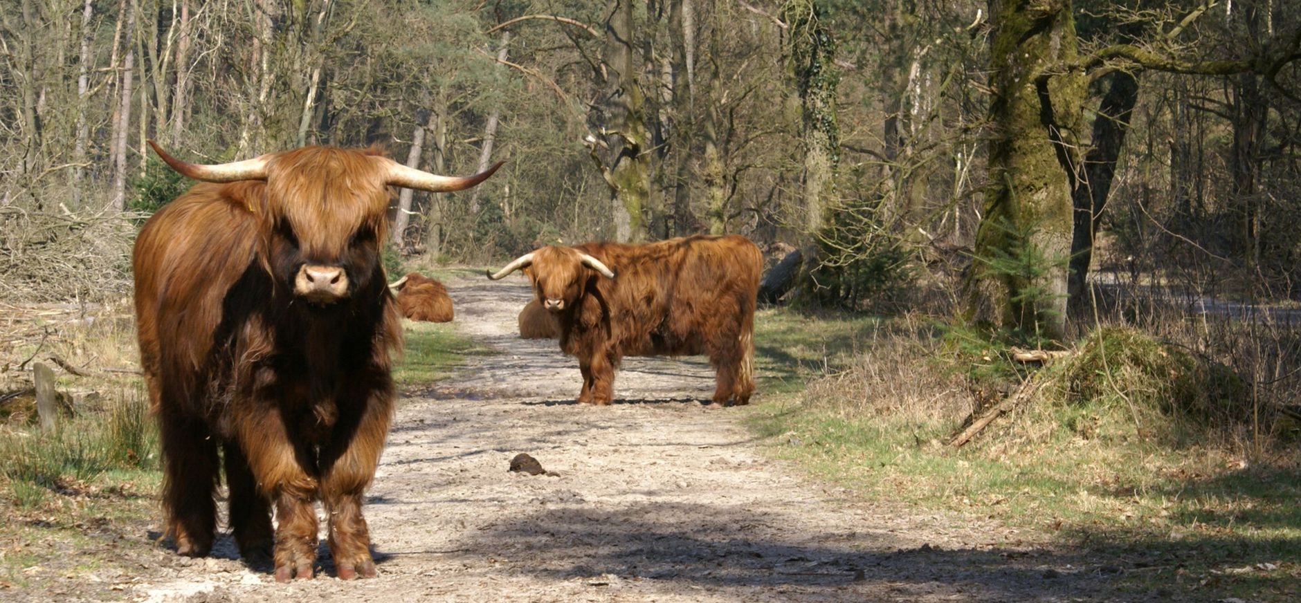 Grazers in de natuur