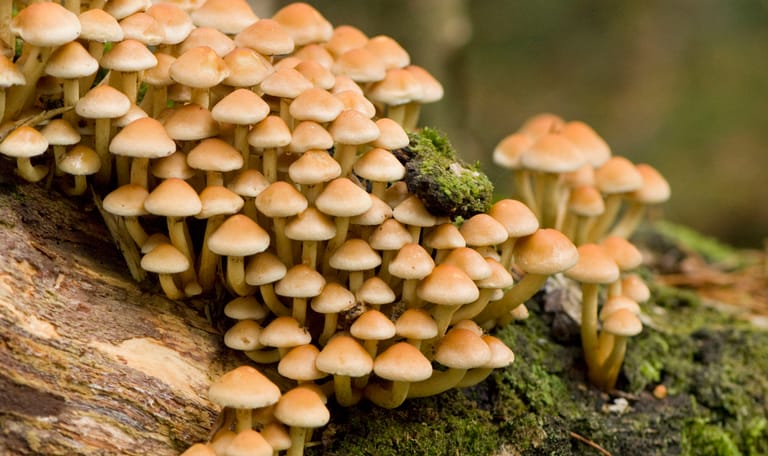 Ontdek de herfst op Boekesteyn Ontdek de herfst op Boekesteyn
