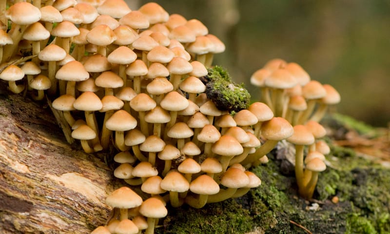 Ontdek de herfst op Boekesteyn
