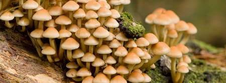 Ontdek de herfst op Boekesteyn Ontdek de herfst op Boekesteyn