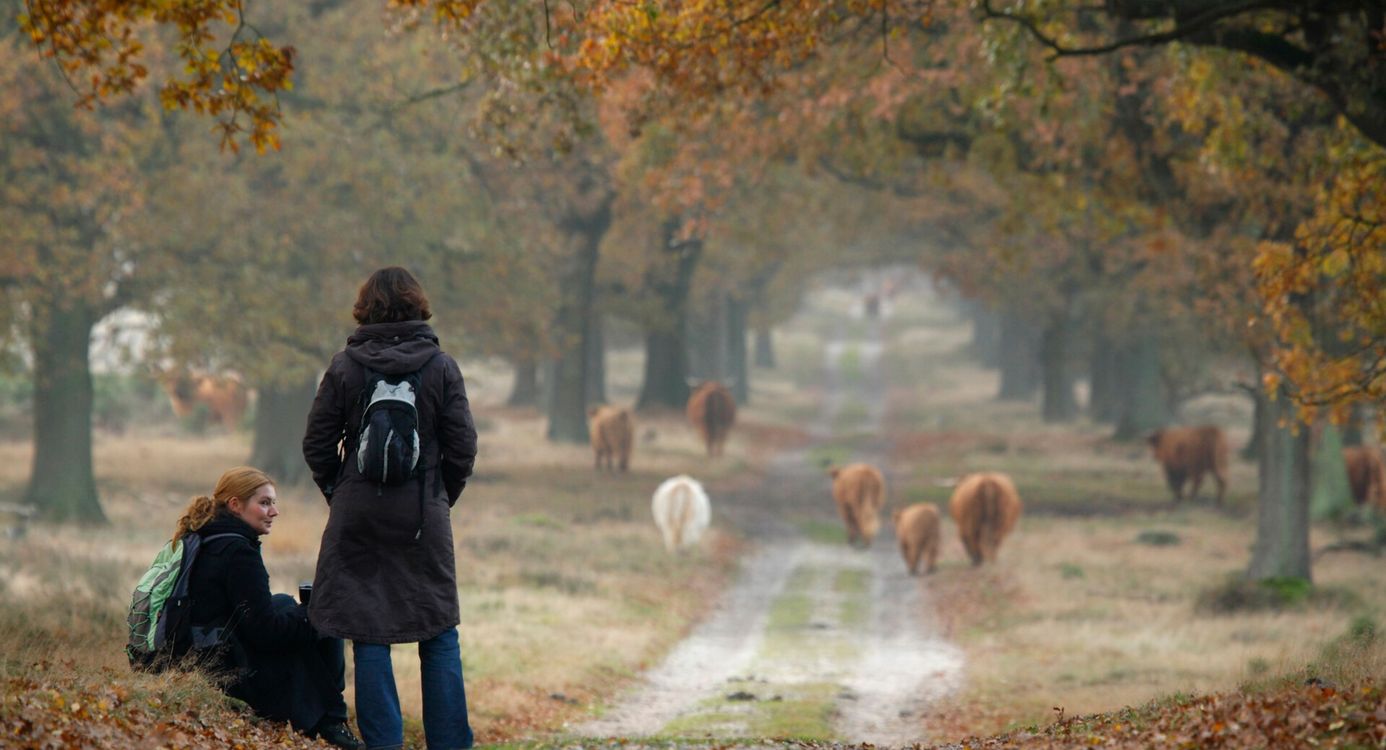 Wandelen in het deelerwoud