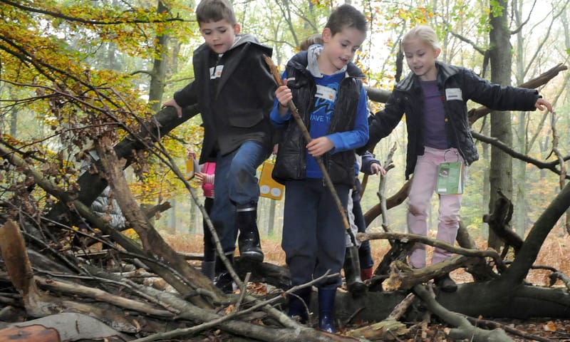 takken verzamelen voor vogelnestje