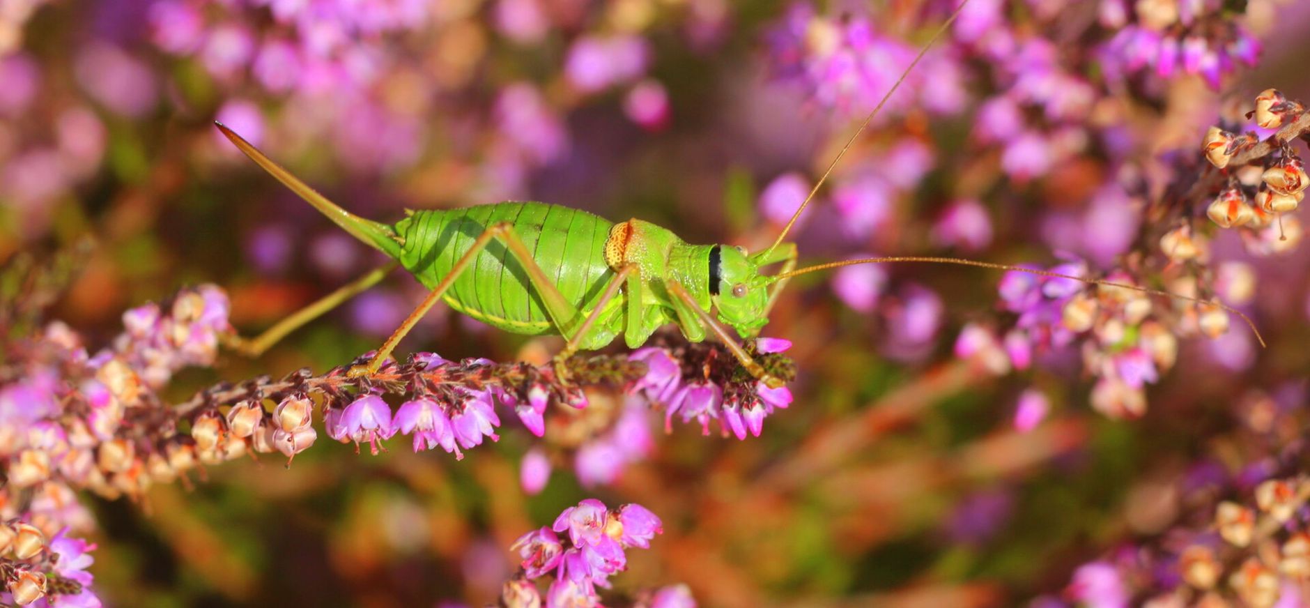 Zadelsprinkhaan op de heide