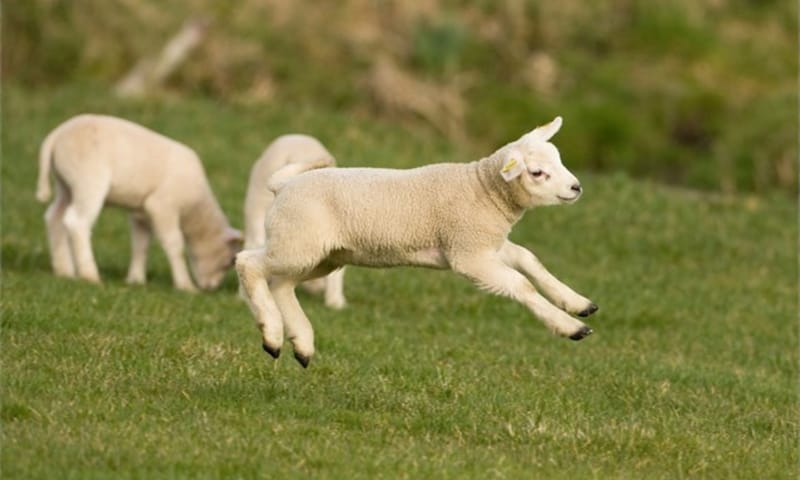 Lammetjes lekker in de wei 