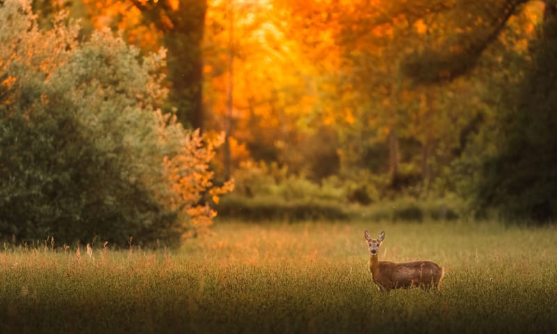 OERRR Ontmoet de dieren van de schemer in ’s-Graveland