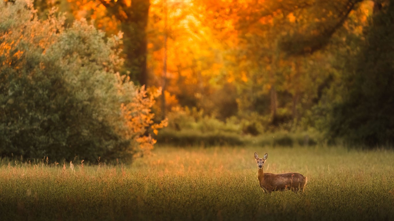 OERRR Ontmoet de dieren van de schemer in ’s-Graveland │gezinnen vanaf 8 jaar