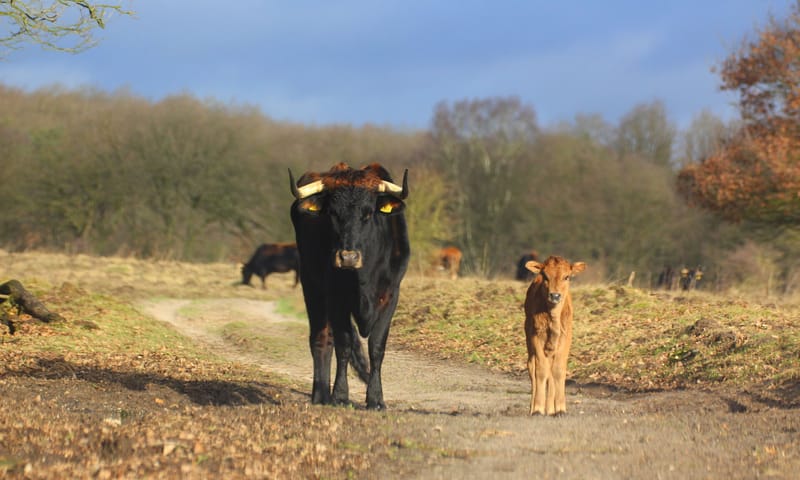 Sayaguesa koe met kalfje op wandelpad