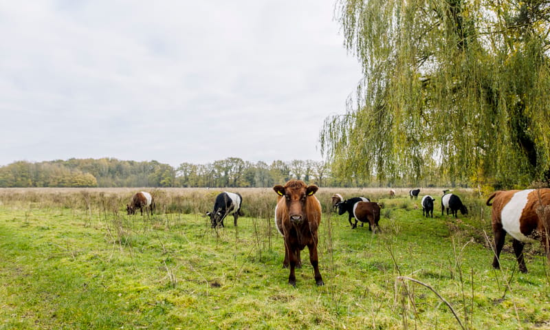 Dal van de Ruiten Aa - Lakenvelders