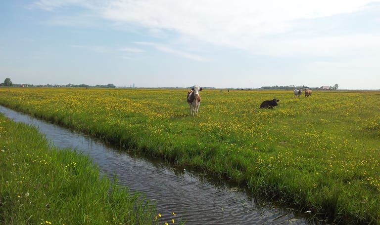 Koeien op een weide vol bloemen