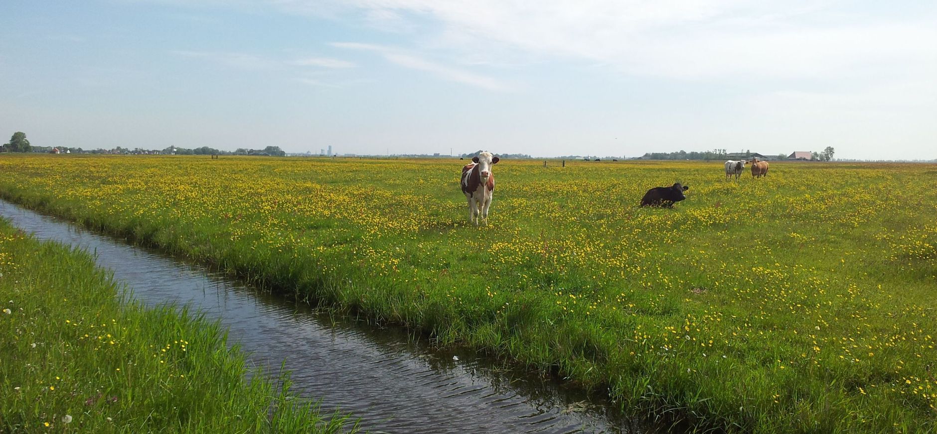 Koeien op een weide vol bloemen