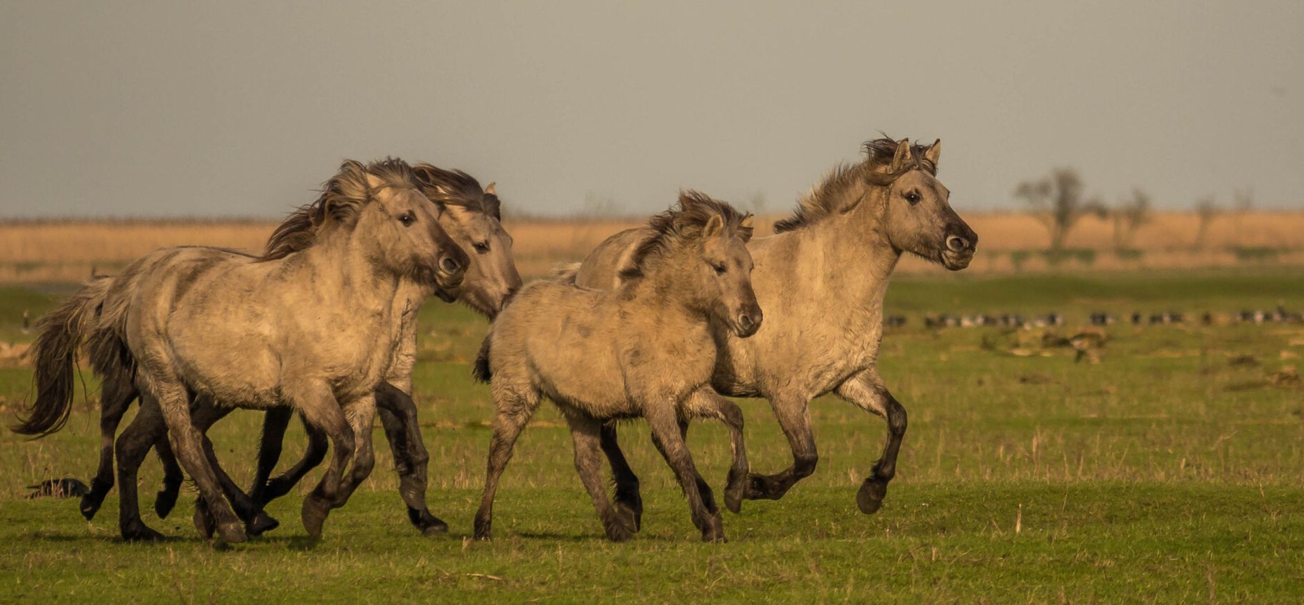 Konik paarden