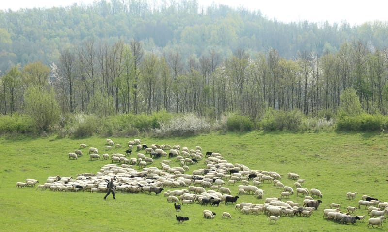 Kudde mergellandschapen Sint Pietersberg Schaapskudde mergellandschapen