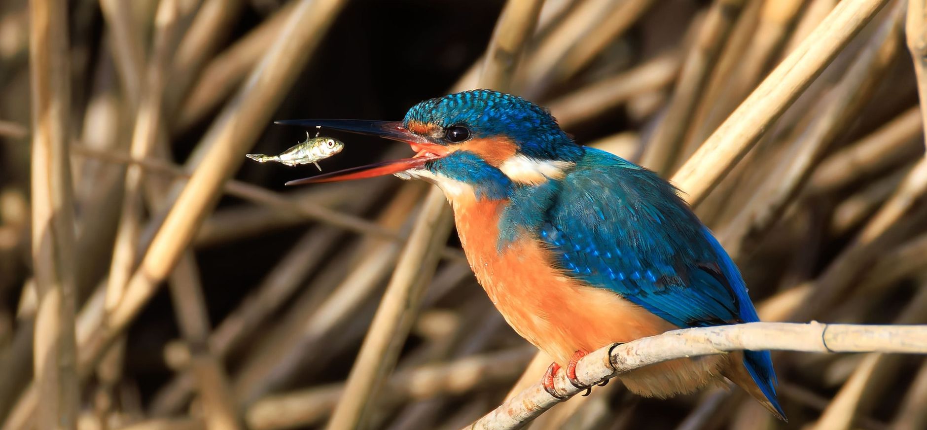IJsvogel met visje in open snavel