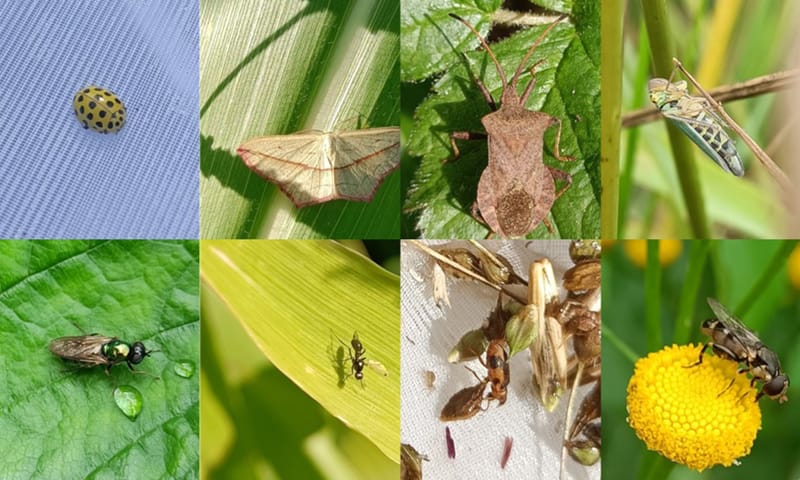 Voorbeeld insecten van opruimers en bodemverbeteraars