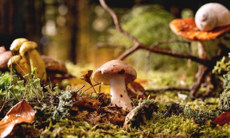 lezing flora en fauna