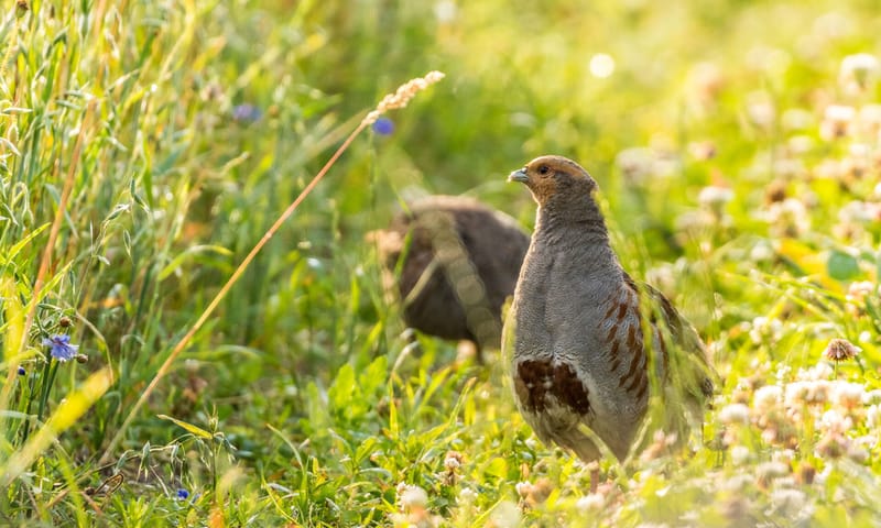 Twee patrijzen scharrelend in de akker