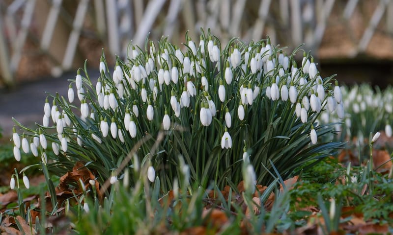 Sneeuwklokjes Sneeuwklokjes