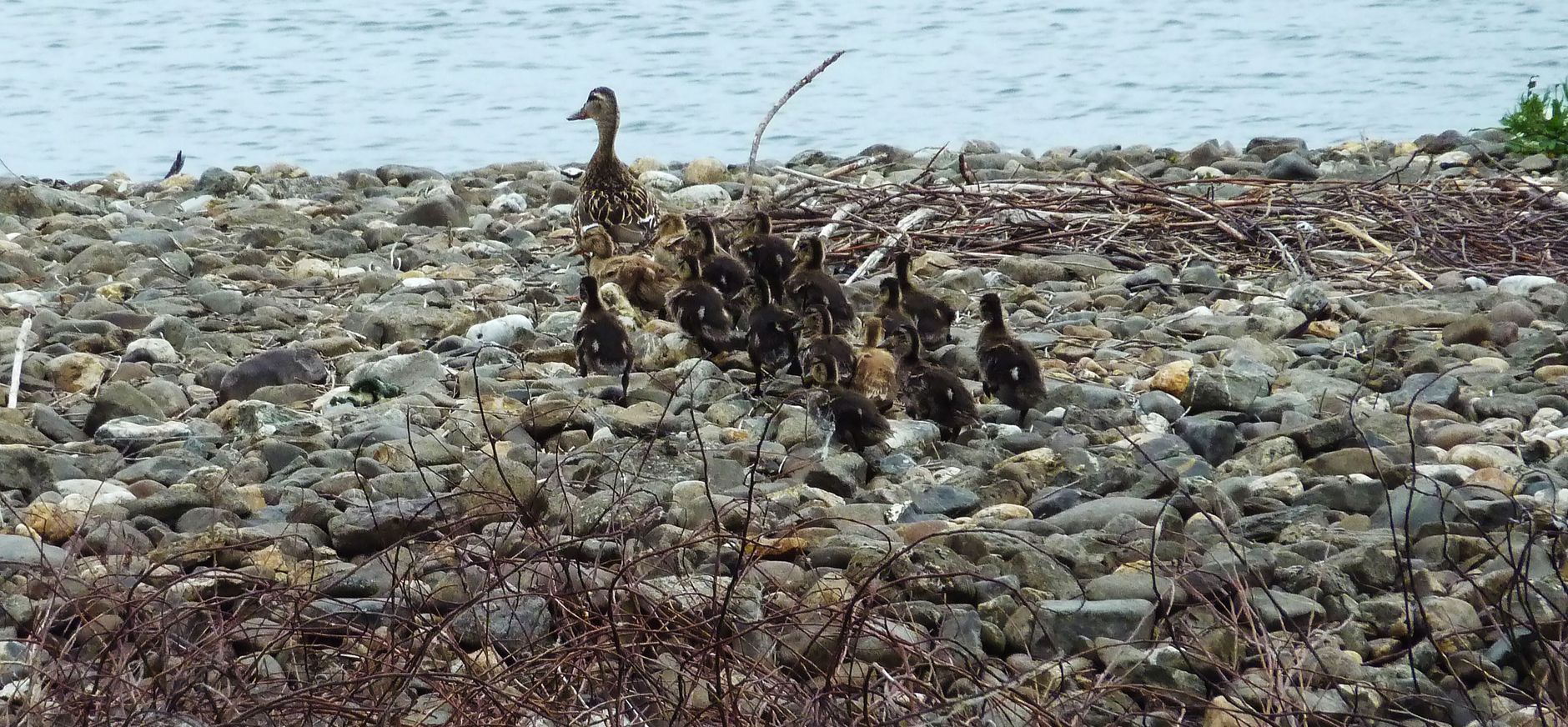 Familie eend Molenplas