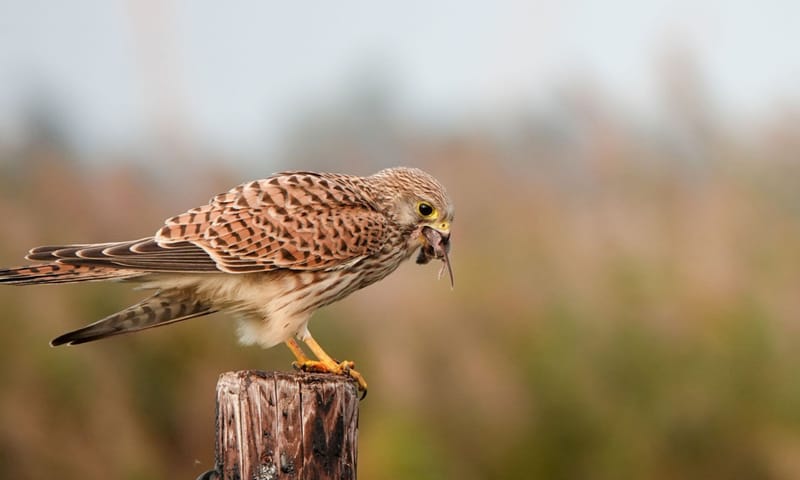 Torenvalk met gevangen muis in de bek