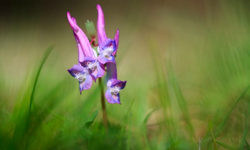 Vingerhelmbloem Vingerhelmbloem