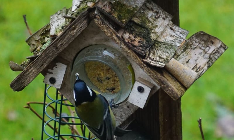Mees eet vogelvoer in een jampot