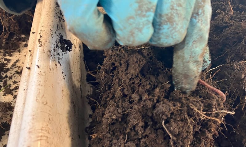 met de hand worden de wormen uit de grond gehaald met de hand worden de wormen uit de grond gehaald