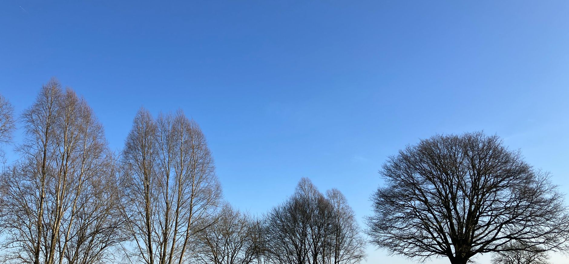 Solitaire bomen in Zwaluwenbunders