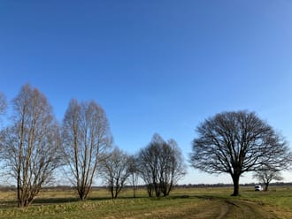 Solitaire bomen in Zwaluwenbunders